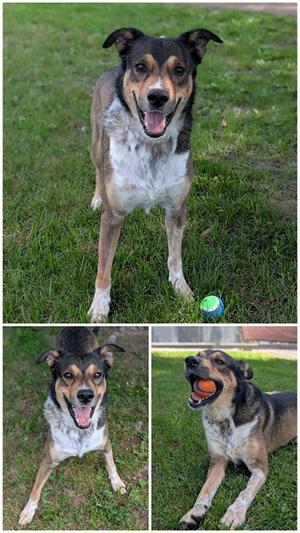 BANDIT, Collie, adult, available for adoption