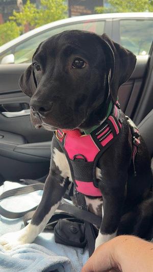 MICKEY, Labrador Retriever, puppy, available for adoption