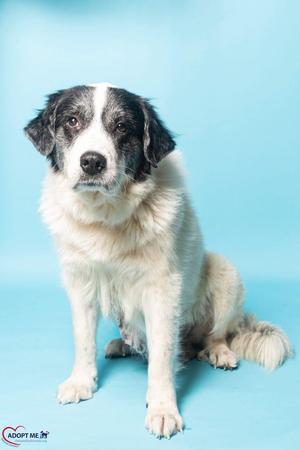 Lainey, Mixed Breed, senior, available for adoption