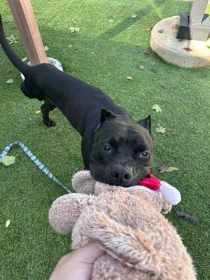 A black dog playing with a stuffed animal on a grassy lawn.
