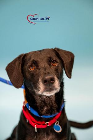 A close-up of a brown dog wearing a red and blue collar with a blue tag, looking directly at the camera against a light blue background. The text "ADOPT ME" is visible in the top left corner.