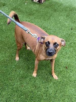 A brown dog with a black nose and large eyes is standing on green artificial grass, wearing a purple collar and a leash.