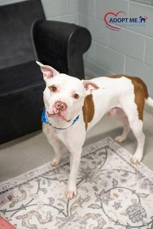 Kaine, Mixed Breed, adult, available for adoption