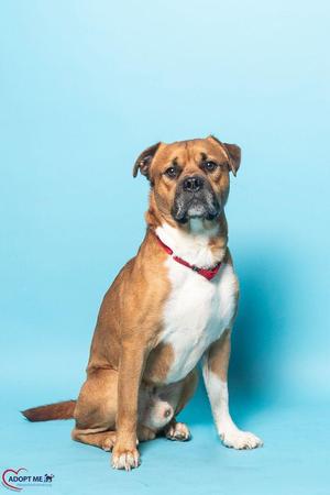 A brown and white dog sitting on a blue background, wearing a red collar.