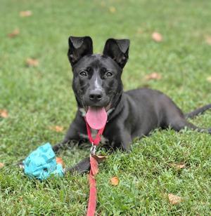 Espresso, Mixed Breed, young, available for adoption