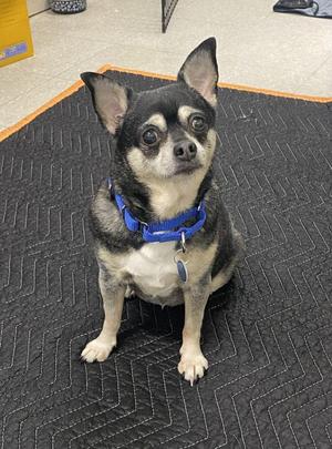 Lily, Mixed Breed, senior, available for adoption