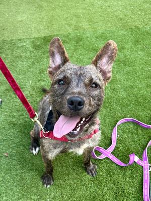 George, Mixed Breed, adult, available for adoption
