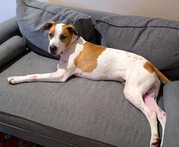 Bruno, Mixed Breed, adult, available for adoption