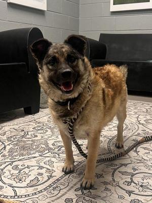 Karen, Mixed Breed, adult, available for adoption