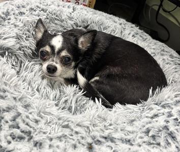 Daisy, Mixed Breed, adult, available for adoption