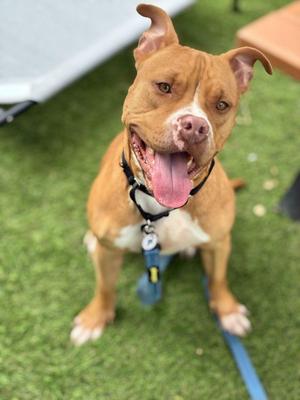 A brown and white dog with floppy ears and a pink tongue sticking out, wearing a black collar and blue leash, sitting on green artificial grass.