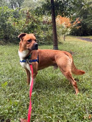 Beau, Mixed Breed, adult, available for adoption
