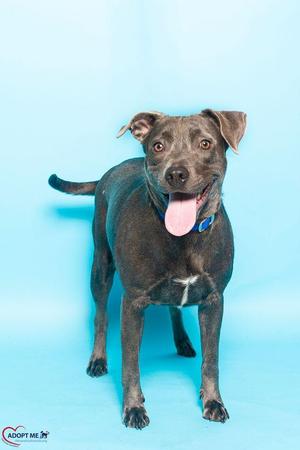 A black dog with a white patch on its chest standing against a blue background, with its tongue out and wearing a blue collar.