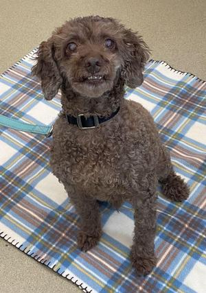 A brown poodle sitting on a plaid blanket.