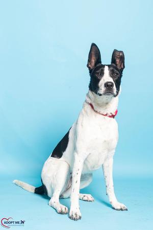 A black and white dog with a red collar sitting on a blue background