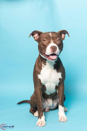 A brown and white dog sitting on a blue background