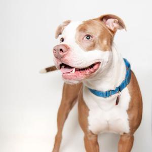A brown and white pit bull dog wearing a blue collar, standing against a white background.