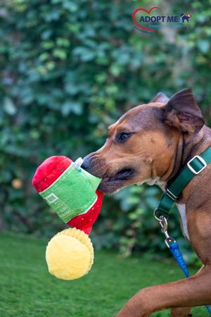 Coco, Mixed Breed, adult, available for adoption