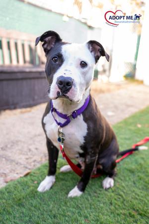 Cinderella, Mixed Breed, adult, available for adoption