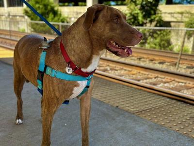 Jackson, Mixed Breed, adult, available for adoption