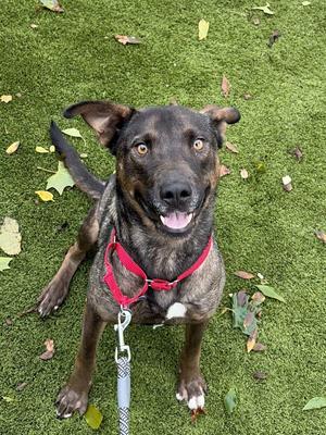 Guinness, Mixed Breed, adult, available for adoption