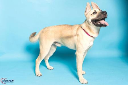 A light-colored dog standing on a blue background, wearing a red collar and looking up with its mouth open.