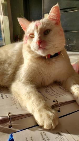 CatNap from the Heart Inc.