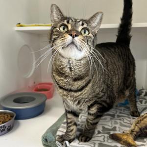Doc Brown & Marty McFly (Bonded), senior, available for adoption