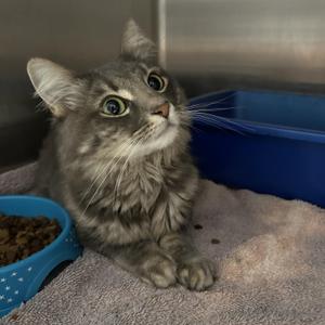 Jean Grey, adult, available for adoption