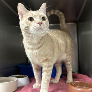 Animal, adult, available for adoption