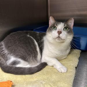 Camilla the Chicken, adult, available for adoption