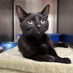 Gwen Stacy, adult, available for adoption