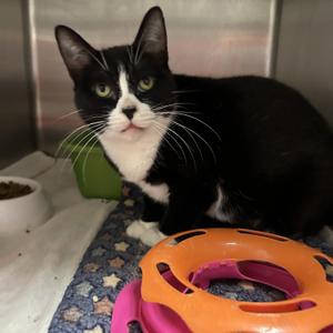Leia, adult, available for adoption