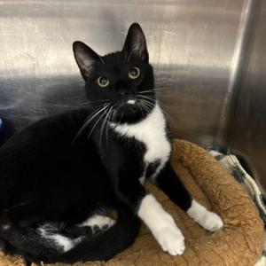 Louboutin, adult, available for adoption