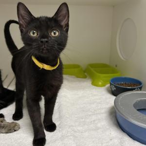 Colette Kitten, kitten, available for adoption