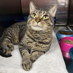 Huey, adult, available for adoption