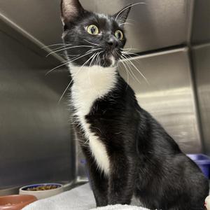 Amelia, adult, available for adoption