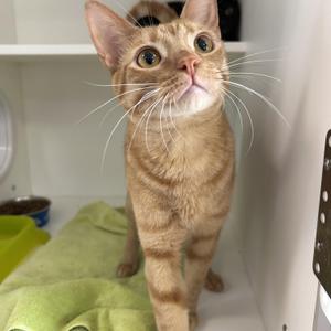A ginger cat with white whiskers and a white chest stands on a green towel, looking up with wide eyes.