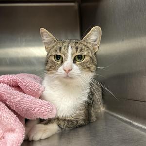Cindy Crawford, adult, available for adoption