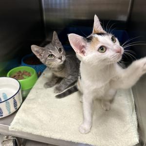 Lake & Ocean (Bonded), young, available for adoption