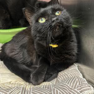 Luna & Loki (Bonded), senior, available for adoption