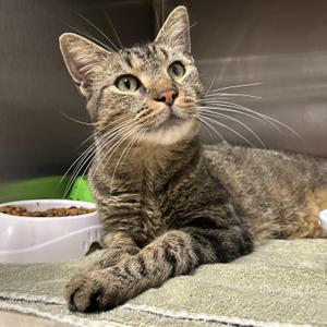 Carl, adult, available for adoption