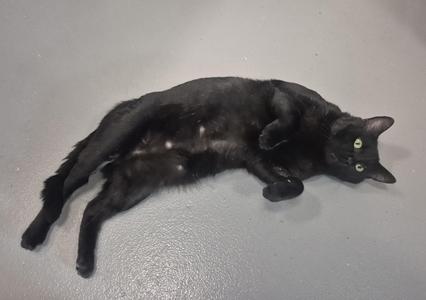 A black cat lying on its side on a gray surface