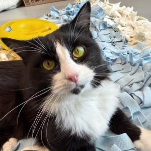 Tutu, adult, available for adoption
