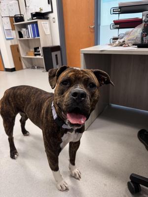 Lily, Mastiff, young, available for adoption