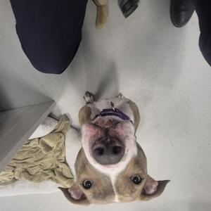 A brown and white pit bull-type dog looking directly up at the camera with a purple collar.