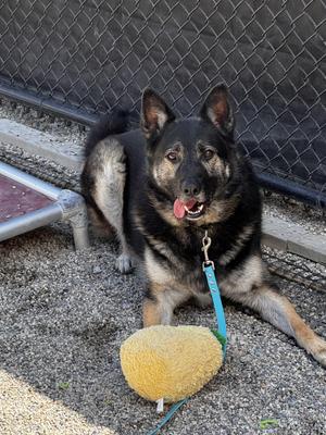 Loki, German Shepherd Dog / Husky, adult, available for adoption