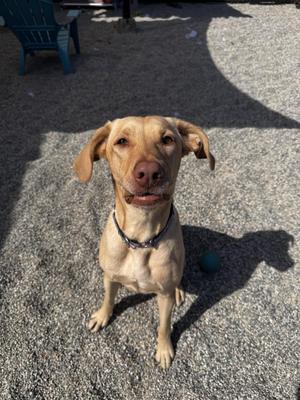Maple, Yellow Labrador Retriever, adult, available for adoption