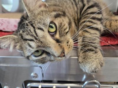 A tabby cat with green eyes is lying on a metal surface, looking directly at the camera.