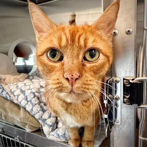 Marty, senior, available for adoption